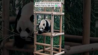 아빠대신 대나무 옮겨 주는  착한 아들 러바오💚🐼💕