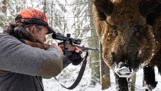 Wild Boar hunt Belarus 2016