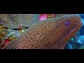 red sea wonders︱elphinstone marsa alam︱southern egypt︱world best diving︱4k video