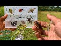 Wild Bug Quest: Chasing Crickets, Katydids, Chameleons, and Tarantulas for an Epic Adventure!