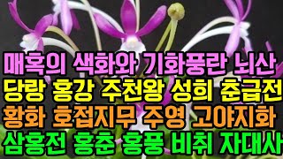 매혹의 색화와 기화풍란 뇌산 당랑 홍강 주천왕 성희 춘급전 황화 호접지무 주영 고야지화 삼홍전 홍춘 홍풍 비취 자대사 기주녹풍 (풍란부귀란) [꽃밭에서 난원] 난초