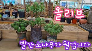 22.8.12.새파랗죠?  두구보세요 빨갛게 이뽀집니다  올리브~