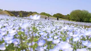 Nemophila flowers swaying in wind