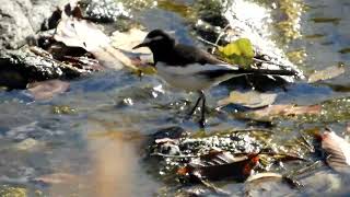 セグロセキレイ、近年、数が減りました！～野鳥観察　0010