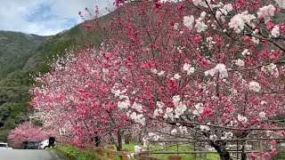 2023/03/24　満開です！　引地橋の花桃　〜高知県仁淀川町〜