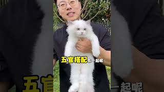 你知道你家猫咪是蓝双布偶还是海双呢？