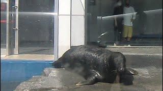 ハイイロアザラシ　お食事とトレーニング【鳥羽水族館】