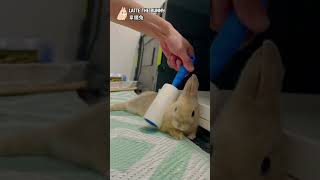 What to do alternatively when your rabbit is shedding?