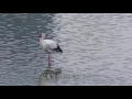 20160403 九隻東方白鸛現身基隆河（過程全記錄） nine oriental storks landed keelung river