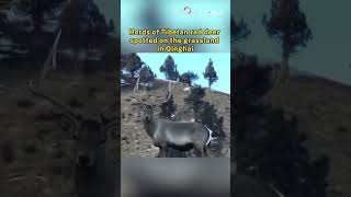 Herds of Tibetan red deer spotted on the grassland in Qinghai