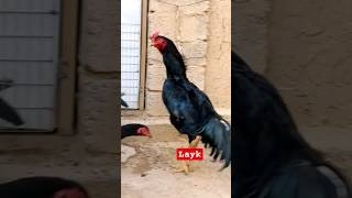 #chicken #aseelfighters #rooster #aseellovers #hen #aseellove #birds #aseeltreat