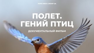 Полет: гений птиц. Документальный фильм | Мифы эволюции