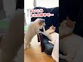 出来れば暴力やなくて寿司の方がええねんけど…【おしゃべりする猫】 shorts 【猫アテレコ】