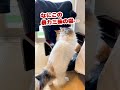 出来れば暴力やなくて寿司の方がええねんけど…【おしゃべりする猫】 shorts 【猫アテレコ】