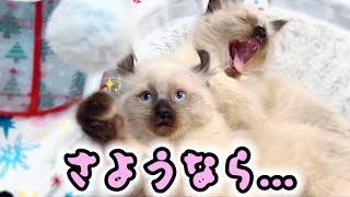 👑【悲報】皆さんに悲しいお知らせがあります😔 #猫 #子猫 #ラグドール