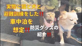 【ペットと避難‼️】猫と犬と実際に避難訓練してみた‼️ハイエースで車中泊を想定した防災グッズも‼️ユーアイビーグルのハイエース網戸紹介#地震#ハイエース#避難訓練