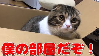 ダンボールの守護神な猫【スコティッシュフォールド】【Scottish Fold】