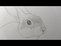 How to Draw a Rabbit Narrated, Step-by-Step