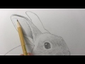 How to Draw a Rabbit Narrated, Step-by-Step