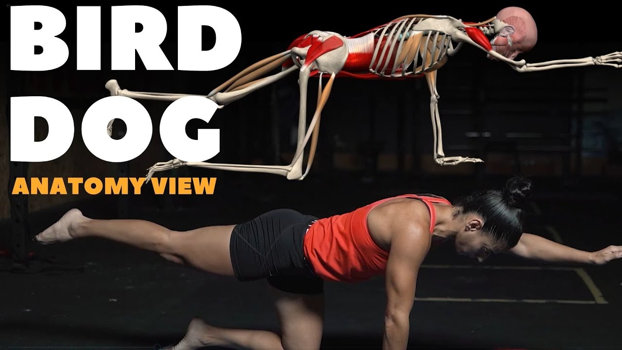What Muscles Does Bird Dog Work