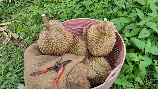 พาชมการเก็บทุเรียนภูเขาไฟ อำเภอขุนหาญ ศรีสะเกษ