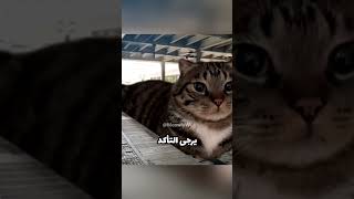 ⭐قطار المياو مياو⭐ #اكسبلور #funny #catvideos #catmeme