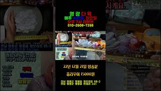 홍라우이 만오천 영광다육 라이브 221221 多肉植物 다육실방 다육방송 다육라이브 대박이벤트 01026087398 1