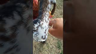 Goat ka treatment #intramuscularinjection #intramuscular #intravenousinjection #goat #animals #cow