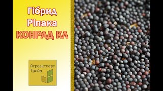 Озимий ріпак Конрад КЛ 🌾, опис гібрида 🌾 - насіння в Україні