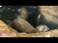 West Yorkshire Wildlife Park - Giant Otters Playing