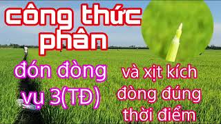 Bón phân đón đòng lúa vụ 3 (thu đông) giúp lúa đứng lá,cứng cây, bông to không lo đổ ngã.