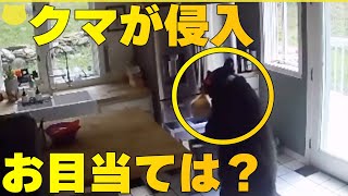 【「クマ」のお目当ては】盗んだのは「ラザニア」 絶品すぎて“おかわり”？