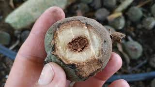 tasting Ficus sycomorus sakalavarum from Madagascar