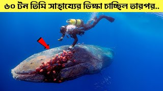 ৬০ টনের তিমি সাহায্যের জন্য ভিক্ষা চাইছিল! এই ডুবুরিটি যা করল তা আপনার মেরুদণ্ডকে ঠান্ডা করে দেবে..