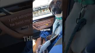 Adopted dog holds new owner’s hand on the way home ❤️