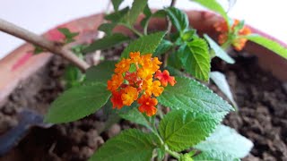 Care of Lantana Plant || लेंटाना के पौधे की देखभाल || How to Grow and Care Lantana - Summer Flower