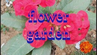 flower garden  31/12/2024