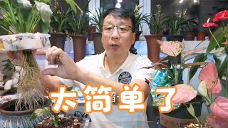 花卉土培改水培这样弄更简单