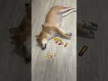 柴犬のうるさくなる寝言　＃shorts