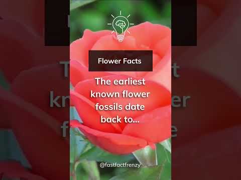 When did angiosperms first appear in the fossil record?