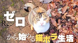 【地域猫】新米隊員の餌やりルーティン【活動】