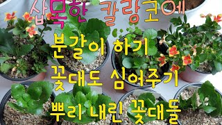 카랑코에 삽목해서 뿌리내린것 정식 / 자른 꽃대도 심어주기