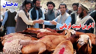 ارزان ترین قربانی، مال بازار بدخشان، بز، گوسفند، گاو  Badakhshan Faizabad