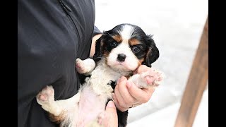 キャバリア　ネルちゃん　広島県広島市　ブリーダー