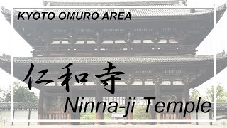 Walk with Us Kyoto [ Ninna-ji Temple ] 京都　仁和寺