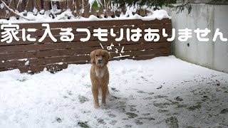 雪が嬉しすぎて家に入らないゴールデンレトリバーと攻防戦 の季節です