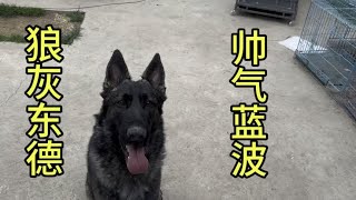 安徽朋友把小东德托运过来训练，一眨眼长成帅小伙了非常棒的家伙