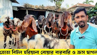 বিটল তোতা হরিয়ানা বোয়ার বারবারি ও ক্রস ছাগলের দাম জানুন beetal boer goat