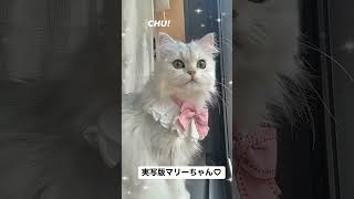 実写版マリーちゃん？ #シンデレラガール #猫 #ペルシャ猫 #cat #shorts #猫のいる暮らし