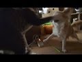 セクハラ犬に猫パンチ - Cat Punches Dog -